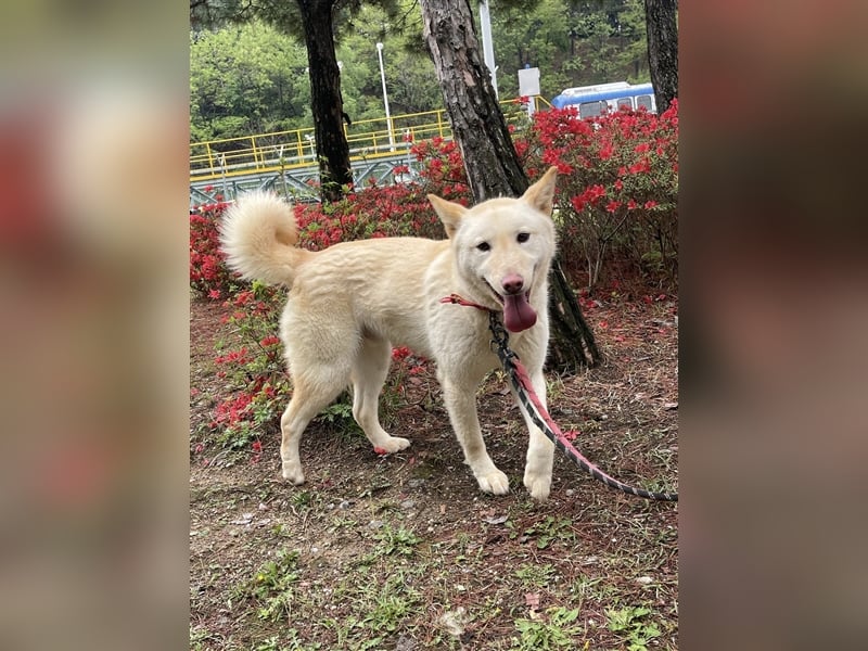 Booyong,verspielter Rüde,ca 3 Jahre,ca.17 kg ,von der Euthanasieliste gerettet,sucht tolles Zuhause