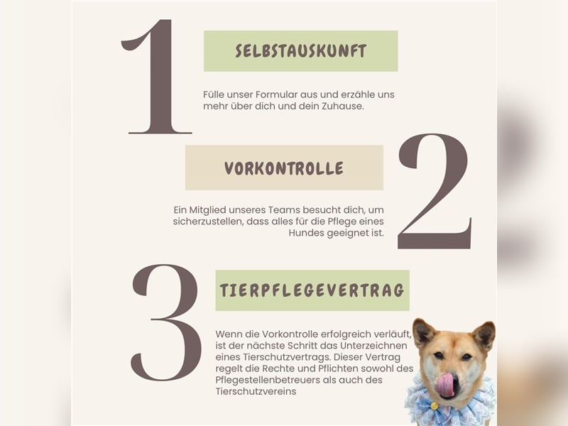 Pflegestelle werden