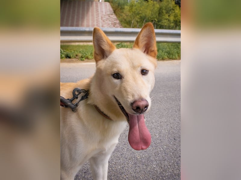 Booyong,verspielter Rüde,ca 3 Jahre,ca.17 kg ,von der Euthanasieliste gerettet,sucht tolles Zuhause