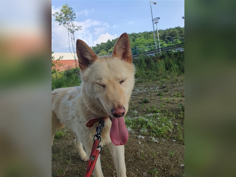 Booyong,verspielter Rüde,ca 3 Jahre,ca.17 kg ,von der Euthanasieliste gerettet,sucht tolles Zuhause
