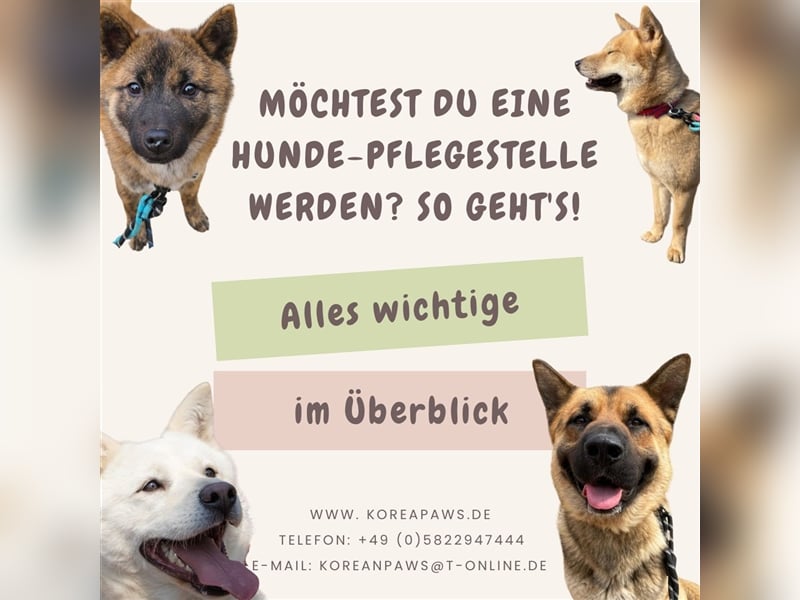 Pflegestelle werden