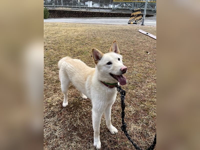 Booyong,verspielter Rüde,ca 3 Jahre,ca.17 kg ,von der Euthanasieliste gerettet,sucht tolles Zuhause