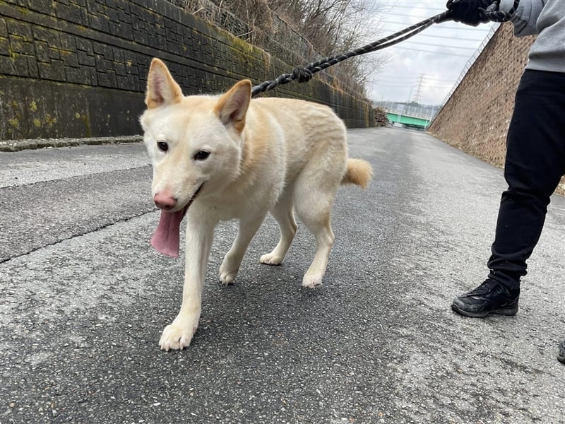 Booyong,verspielter Rüde,ca 3 Jahre,ca.17 kg ,von der Euthanasieliste gerettet,sucht tolles Zuhause
