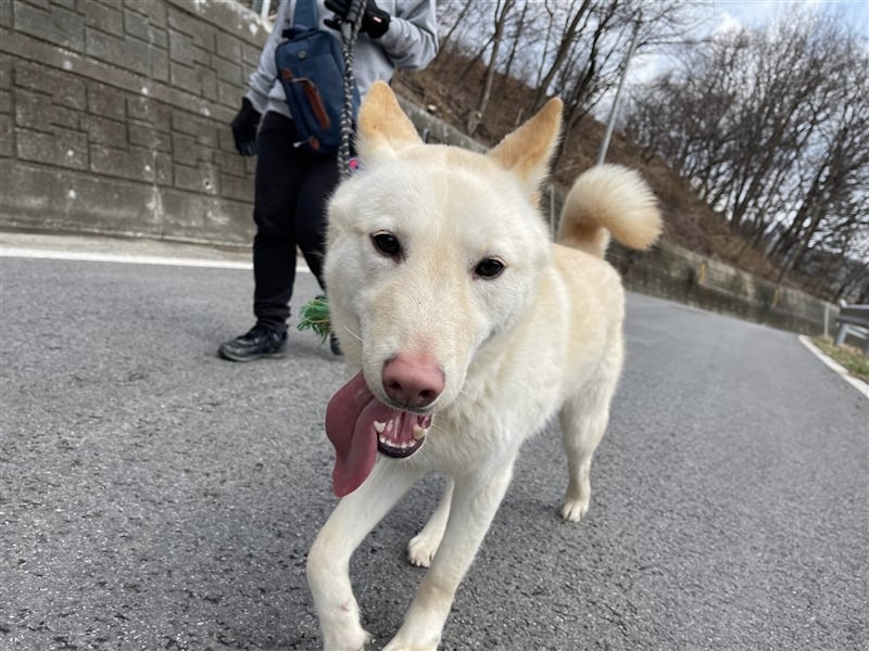 Booyong,verspielter Rüde,ca 3 Jahre,ca.17 kg ,von der Euthanasieliste gerettet,sucht tolles Zuhause