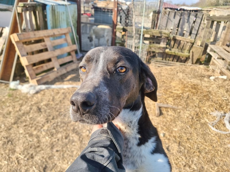 Loki - Ein Traumhund sucht sein Zuhause