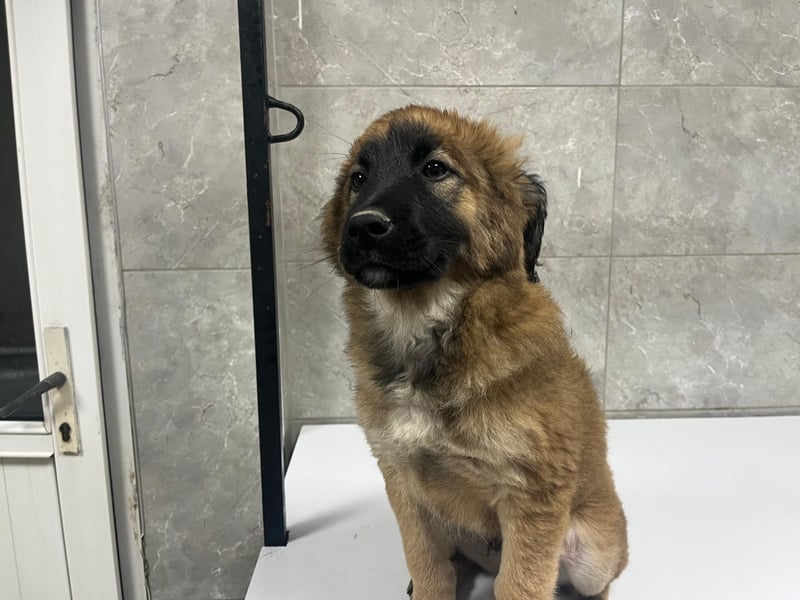 Jacky – Ein schüchternes Hundemädchen sucht Geborgenheit