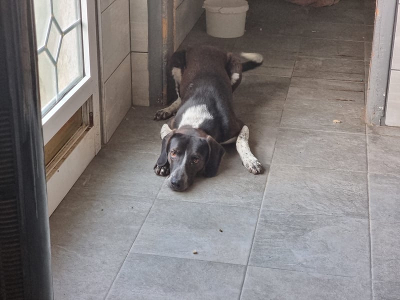 Loki - Ein Traumhund sucht sein Zuhause