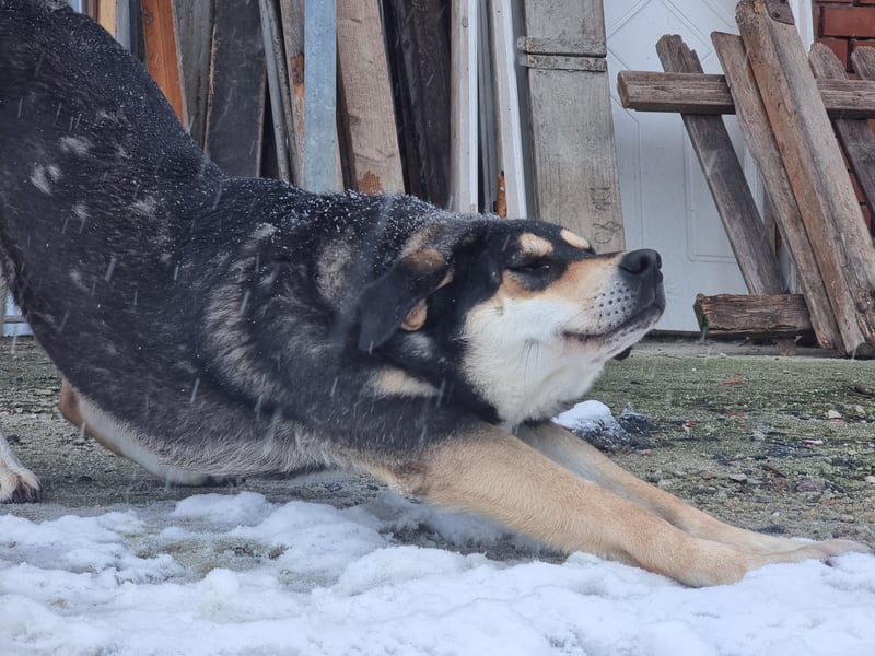 Lola - zarte Hundeseele mit großem Potenzial wartet auf ihr Für-Immer-Zuhause