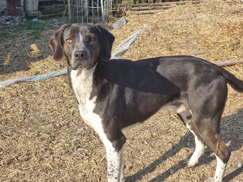 Loki - Ein Traumhund sucht sein Zuhause