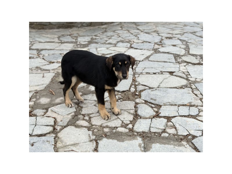 Rio sucht sein großes Glück