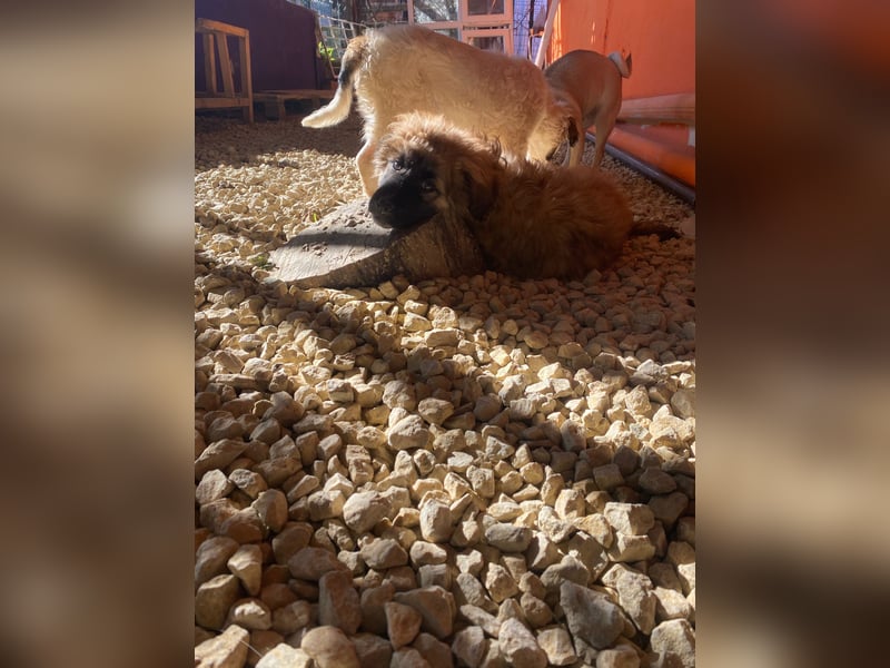 Jacky – Ein schüchternes Hundemädchen sucht Geborgenheit