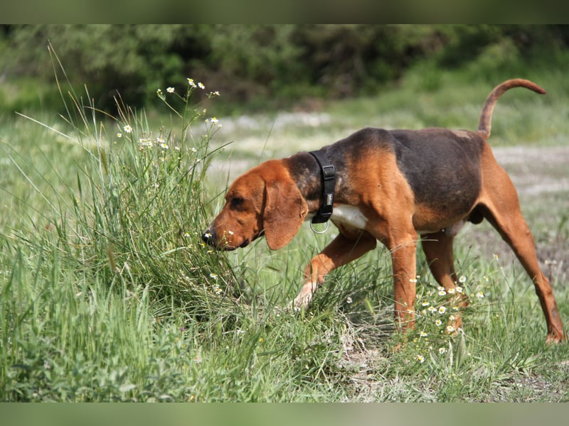 Tamam - ein sportlicher Gentlemen