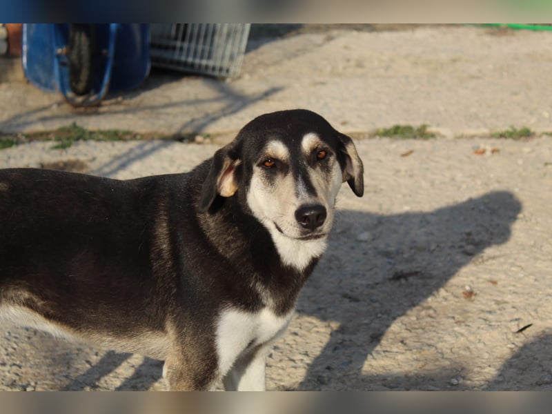 Lola - zarte Hundeseele mit großem Potenzial wartet auf ihr Für-Immer-Zuhause