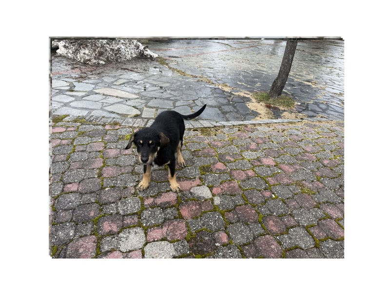 Rio sucht sein großes Glück