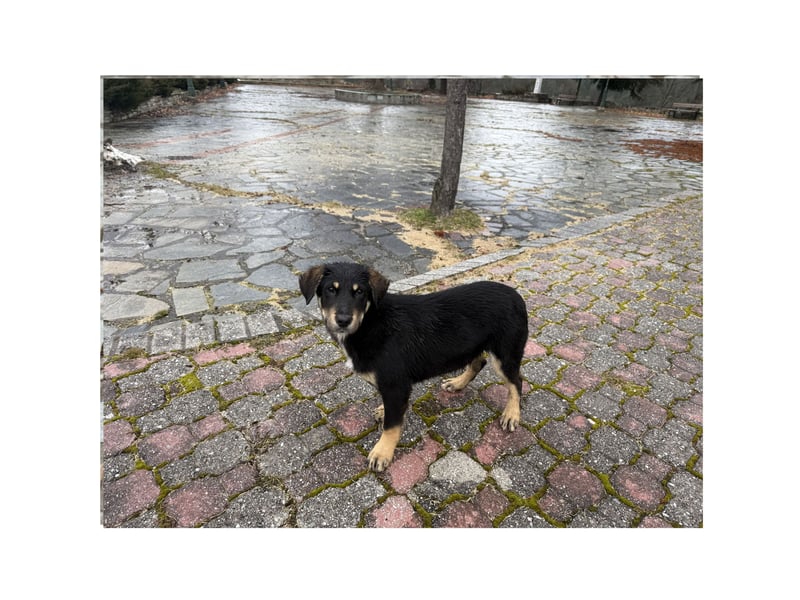 Rio sucht sein großes Glück