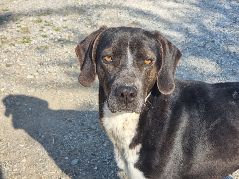 Loki - Ein Traumhund sucht sein Zuhause