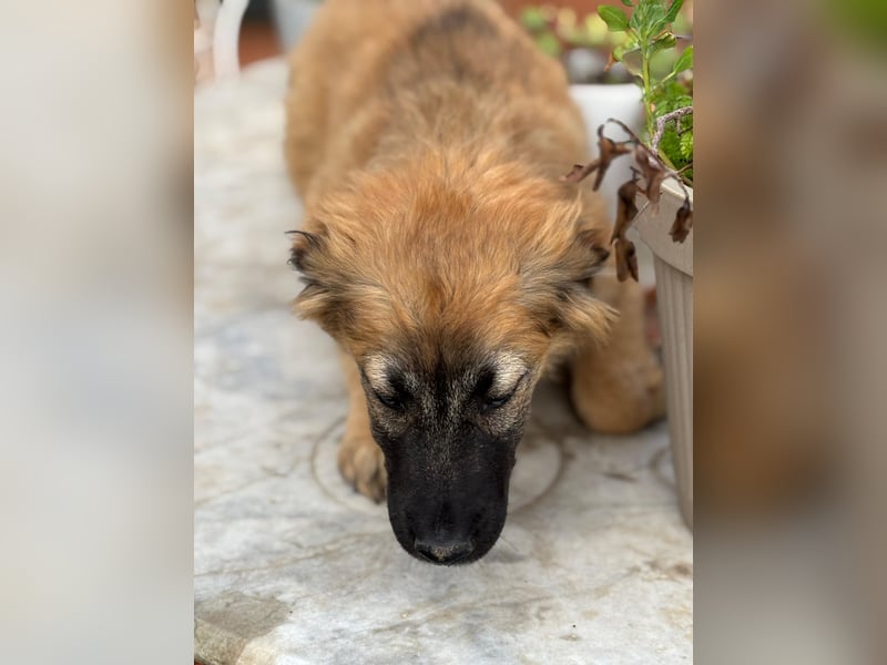 Jacky – Ein schüchternes Hundemädchen sucht Geborgenheit