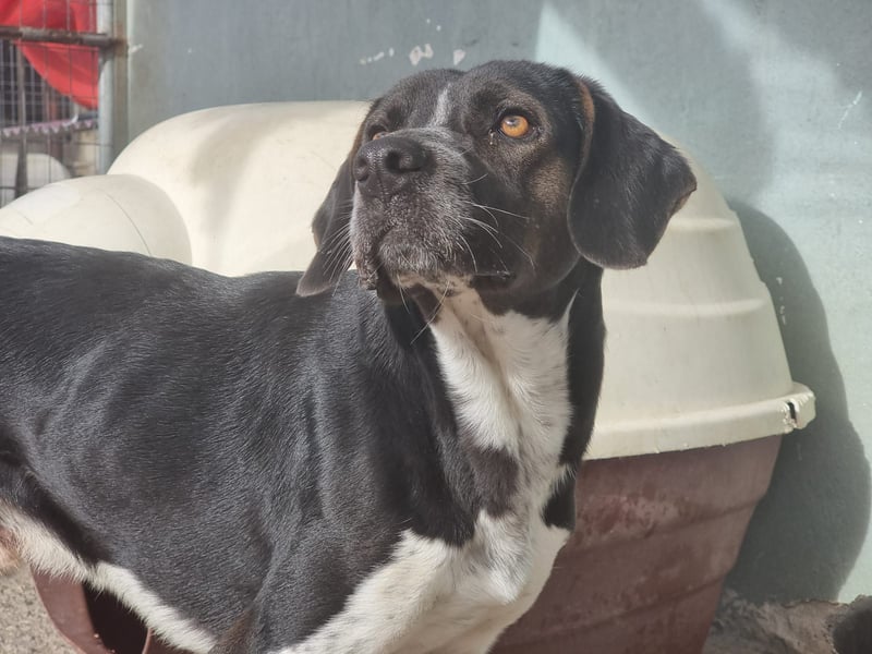 Loki - Ein Traumhund sucht sein Zuhause