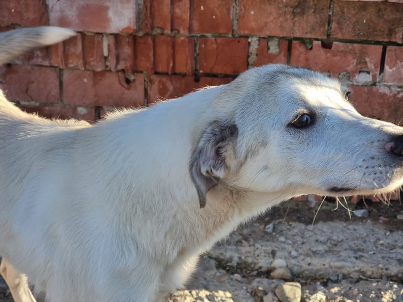 Clio - eine kleine Welpendame auf der Suche nach Geborgenheit