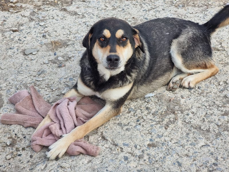 Lola - zarte Hundeseele mit großem Potenzial wartet auf ihr Für-Immer-Zuhause