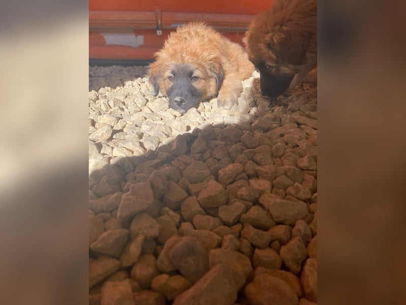 Jacky – Ein schüchternes Hundemädchen sucht Geborgenheit