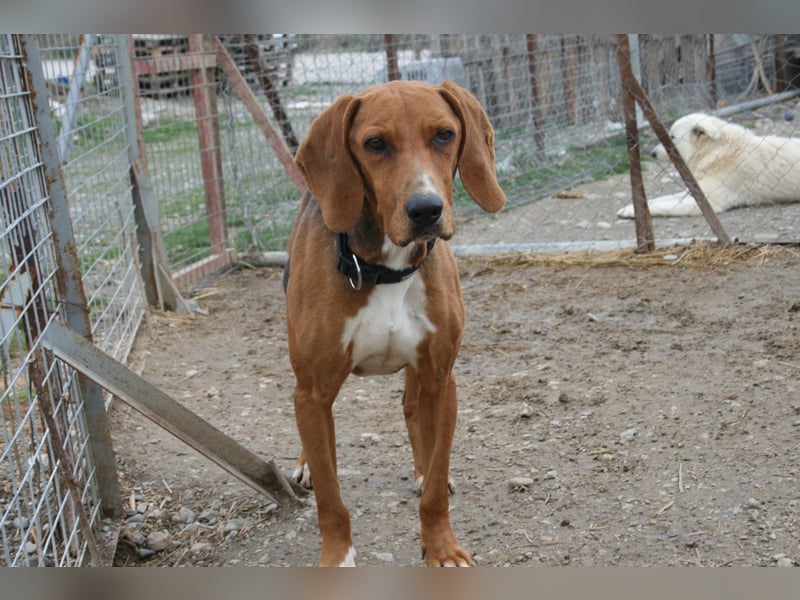 Tamam - ein sportlicher Gentlemen