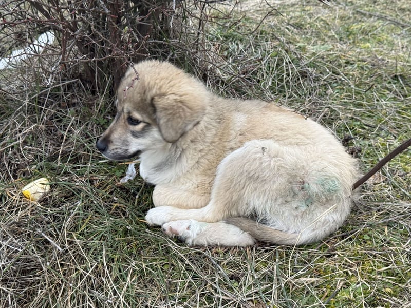 Forest sucht seine Menschen
