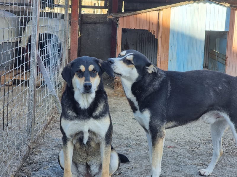 Lola - zarte Hundeseele mit großem Potenzial wartet auf ihr Für-Immer-Zuhause