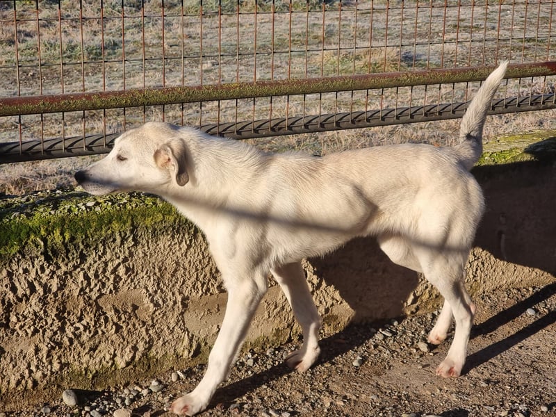 Clio - eine kleine Welpendame auf der Suche nach Geborgenheit