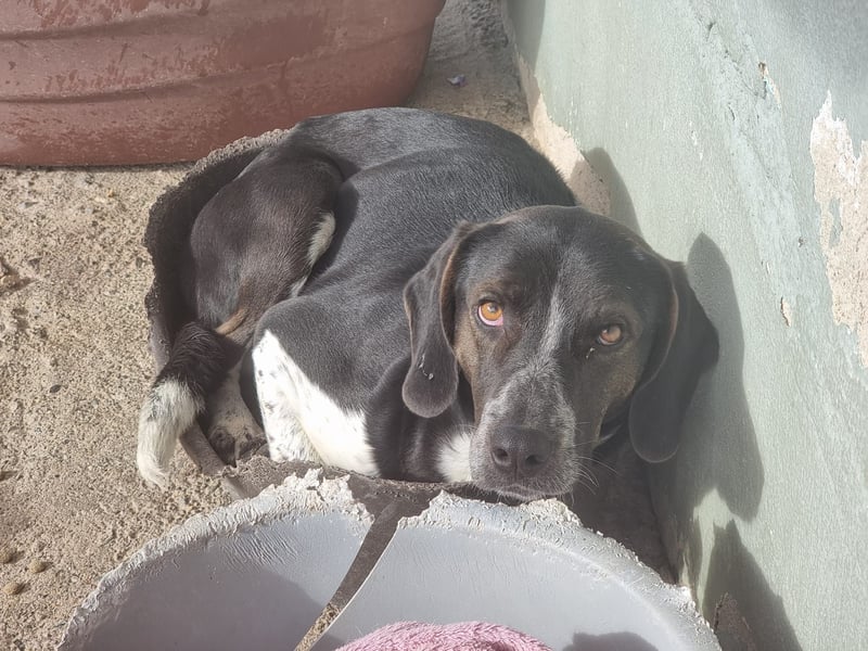 Loki - Ein Traumhund sucht sein Zuhause