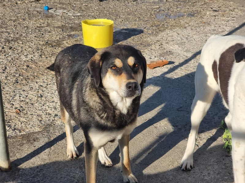 Lola - zarte Hundeseele mit großem Potenzial wartet auf ihr Für-Immer-Zuhause