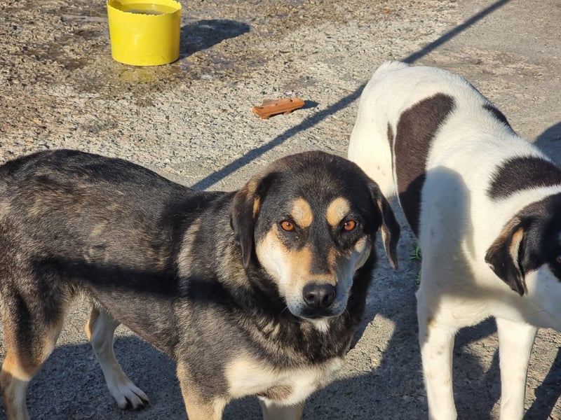 Lola - zarte Hundeseele mit großem Potenzial wartet auf ihr Für-Immer-Zuhause