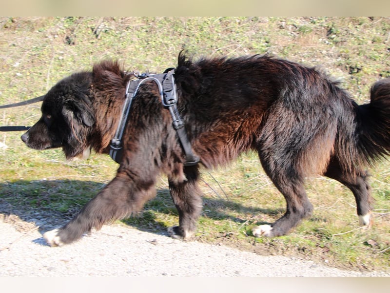 Gnadenplatz gesucht: Phil sucht ein Zuhause voller Liebe und Verständnis