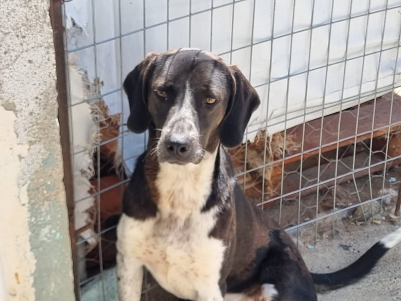 Loki - Ein Traumhund sucht sein Zuhause