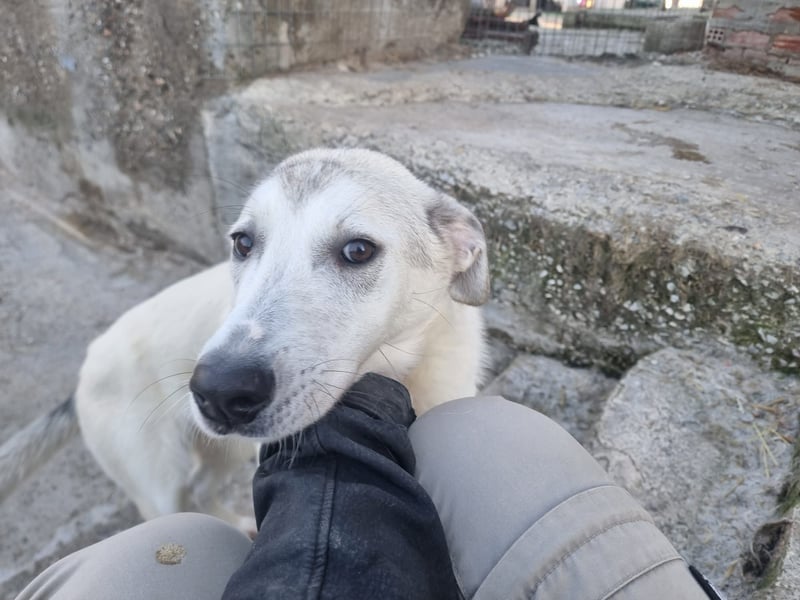 Clio - eine kleine Welpendame auf der Suche nach Geborgenheit