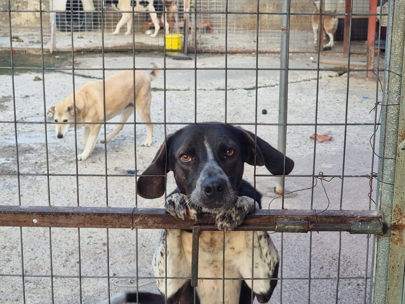 Loki - Ein Traumhund sucht sein Zuhause