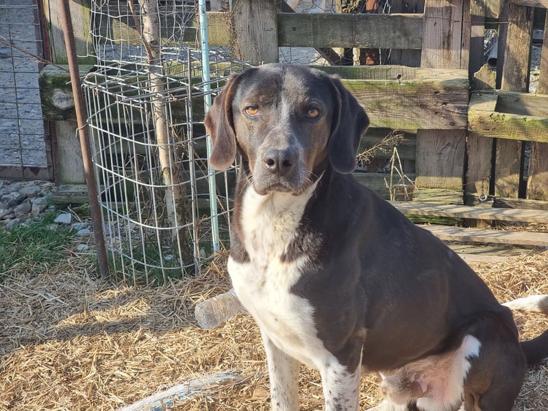 Loki - Ein Traumhund sucht sein Zuhause