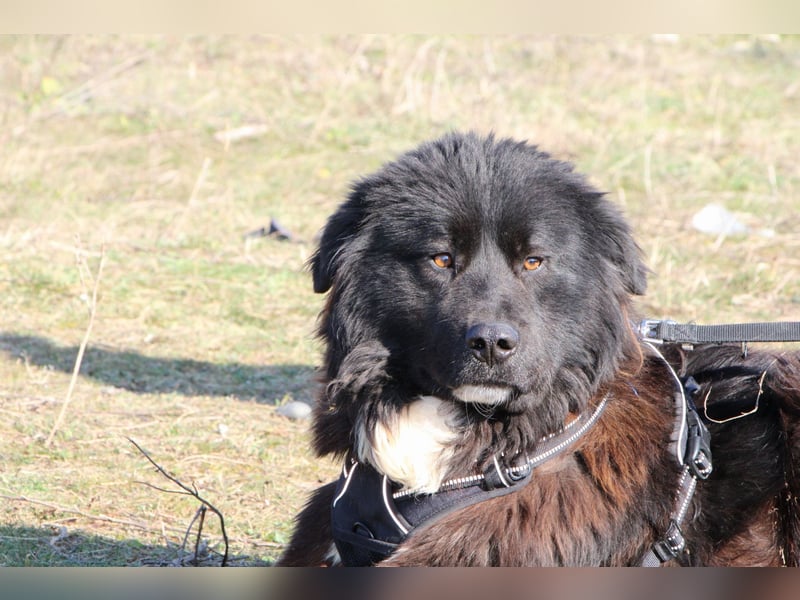 Gnadenplatz gesucht: Phil sucht ein Zuhause voller Liebe und Verständnis
