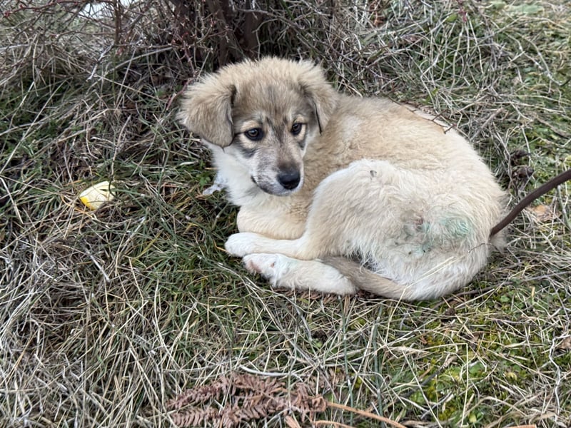 Forest sucht seine Menschen