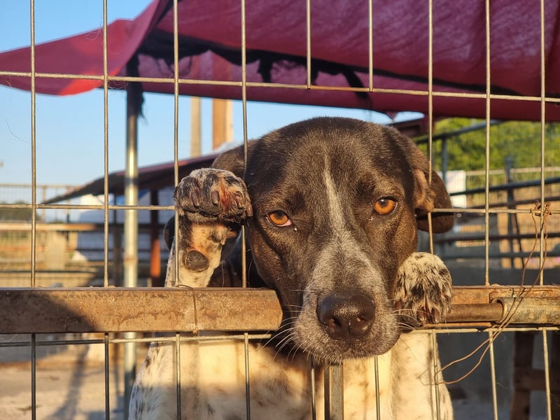 Loki - Ein Traumhund sucht sein Zuhause
