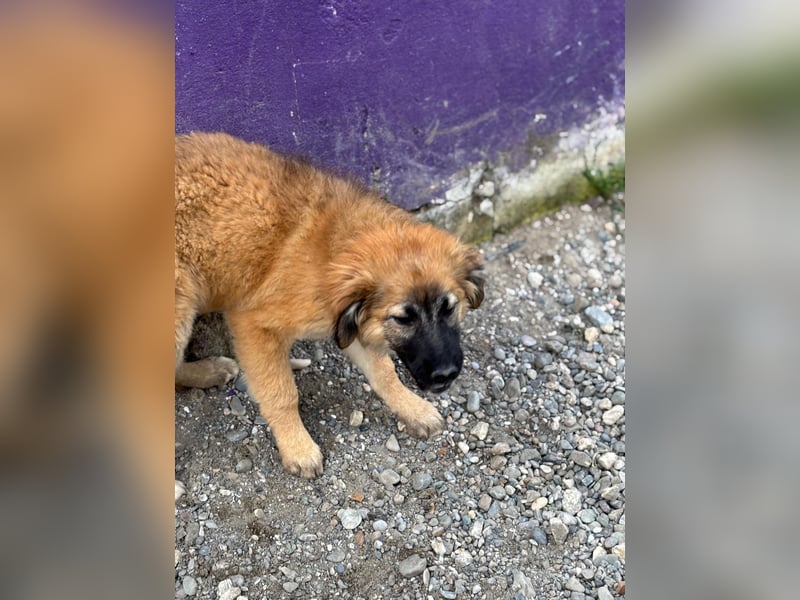 Jacky – Ein schüchternes Hundemädchen sucht Geborgenheit