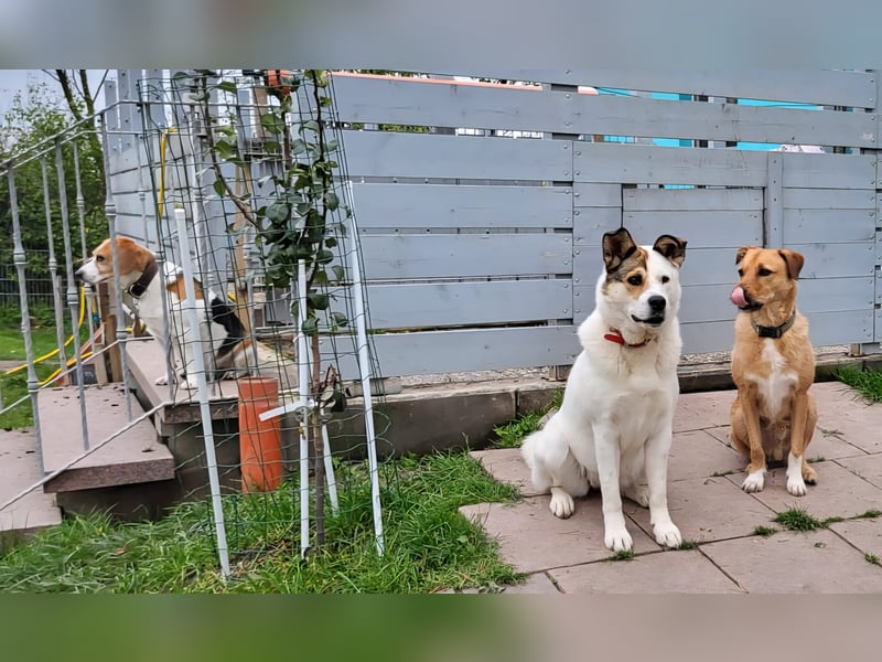 Lucy – eine sportliche Hündin sucht erfahrene Hände