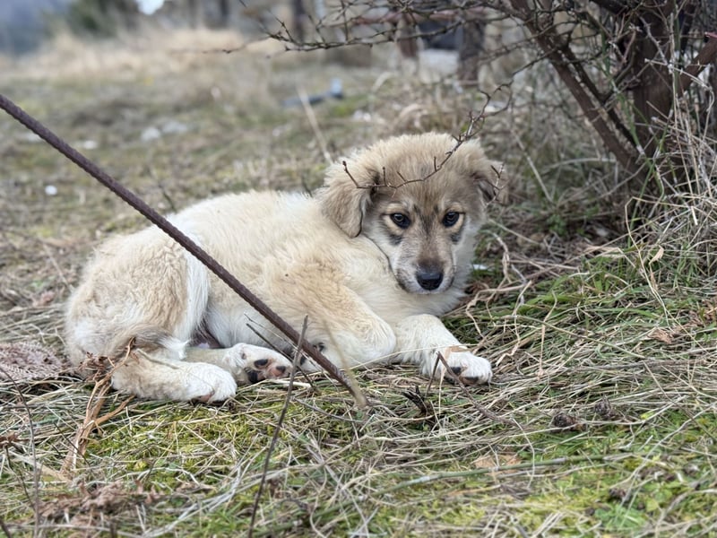 Forest sucht seine Menschen