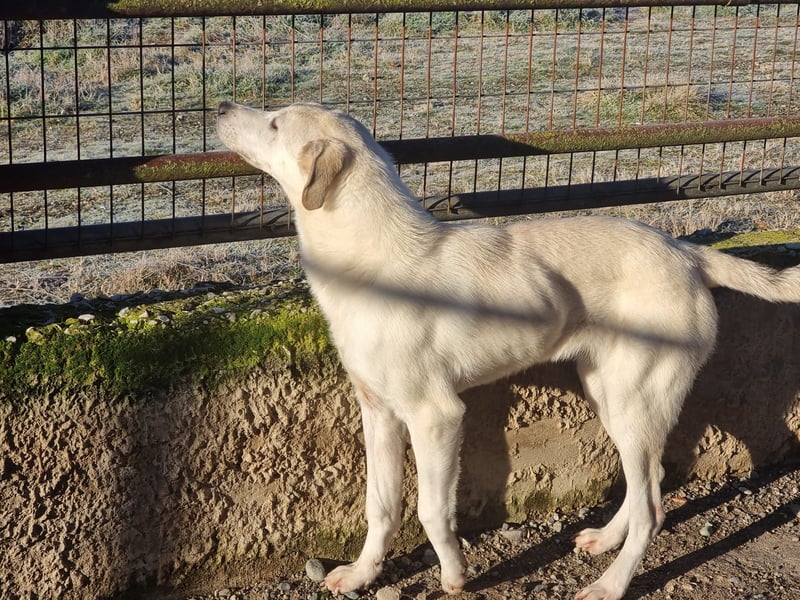 Clio - eine kleine Welpendame auf der Suche nach Geborgenheit