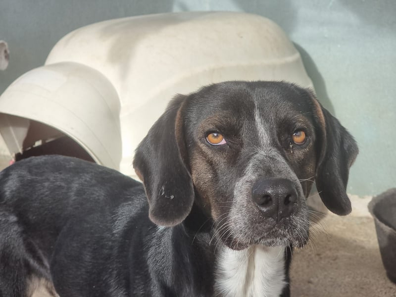 Loki - Ein Traumhund sucht sein Zuhause