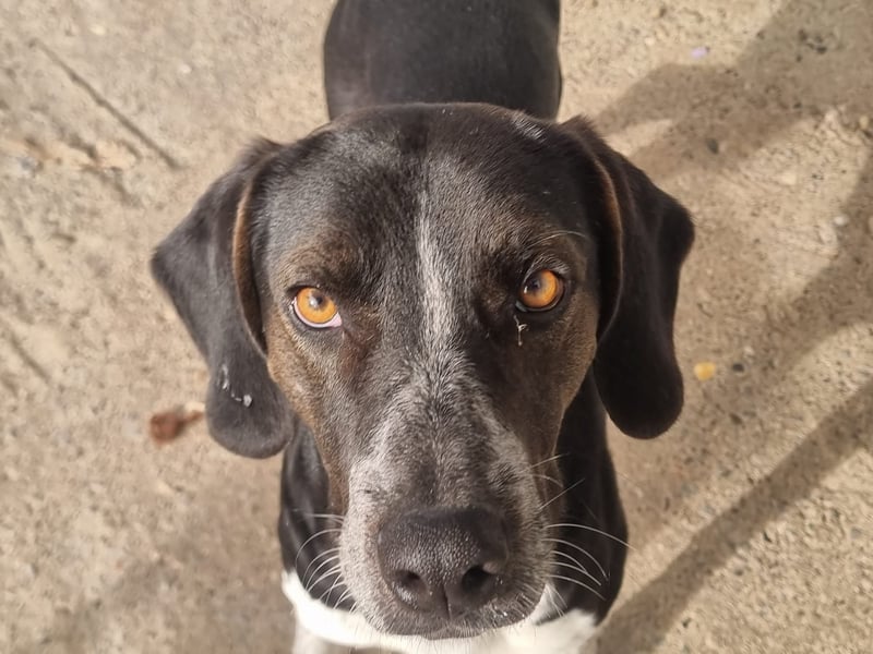 Loki - Ein Traumhund sucht sein Zuhause