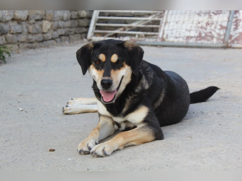 Lola - zarte Hundeseele mit großem Potenzial wartet auf ihr Für-Immer-Zuhause