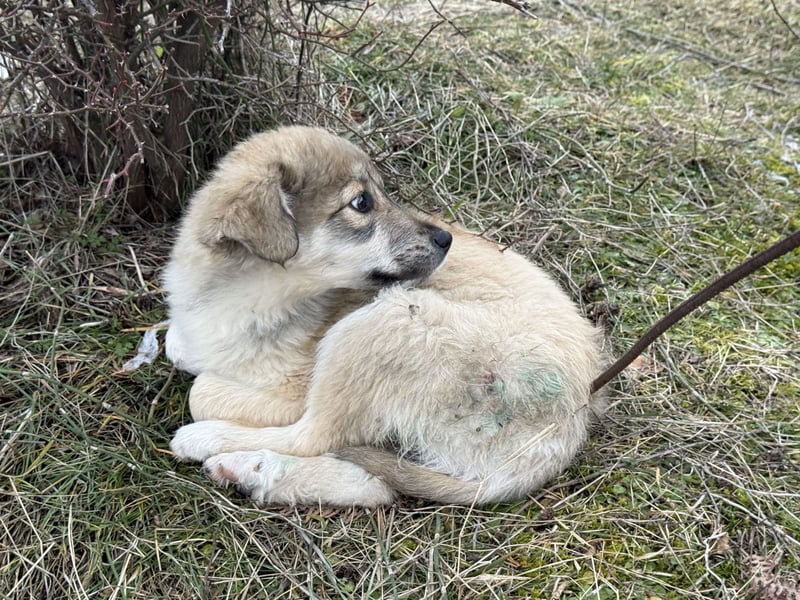 Forest sucht seine Menschen