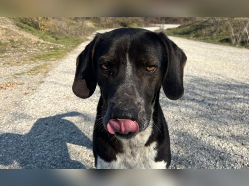 Loki - Ein Traumhund sucht sein Zuhause