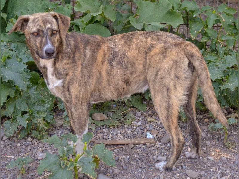 HANNI wünscht sich ein liebevolles Zuhause